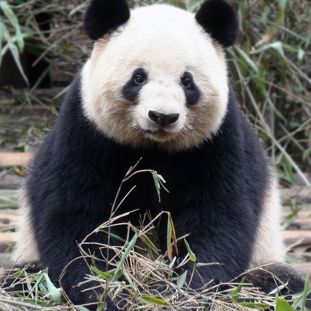 Foto leuke panda-afbeeldingen voor behang