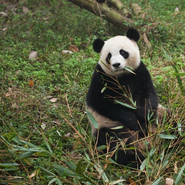 Foto leuke panda-afbeeldingen voor behang