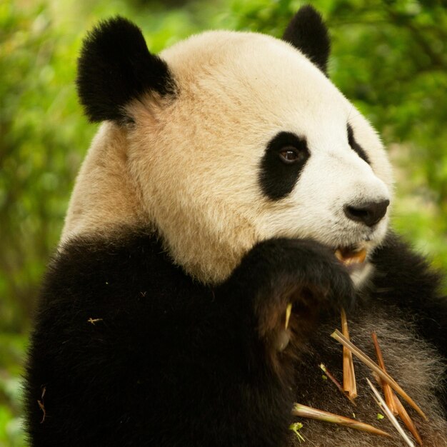 Foto leuke panda-afbeeldingen voor behang