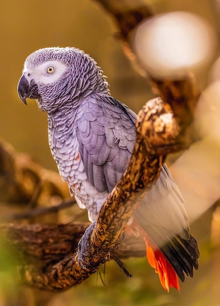 Foto leuke papegaaien kleurrijke portretfotografie
