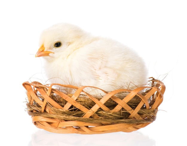 Leuke pasgeboren kip die in een nest staat geïsoleerd op een witte achtergrond Nieuw uitgebroede kip op een kippenboerderij