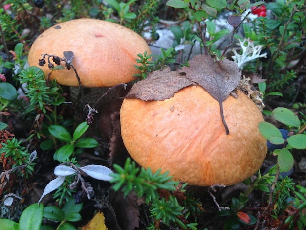 Leuke penny bun-paddenstoel groeit in het gras De mooie kleine bruine dop van een eekhoorntjesbrood staat in de focus Het is vegetarisch dieetvoedsel