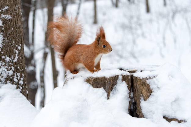 Leuke pluizige eekhoorn op een witte sneeuw in het de winterbos