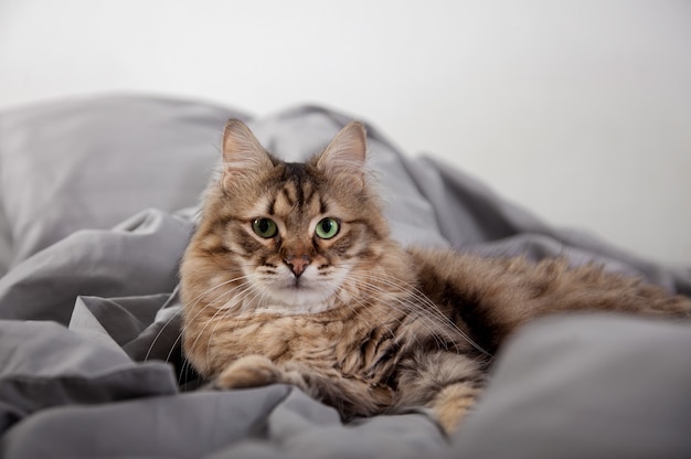 Leuke pluizige kat die in het bed ligt