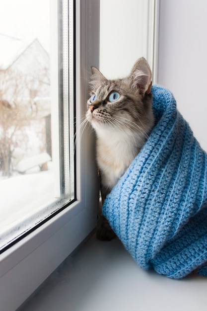 Leuke pluizige kat met blauwe ogen bedekt met gebreide blauwe sjaal en zittend op een vensterbank