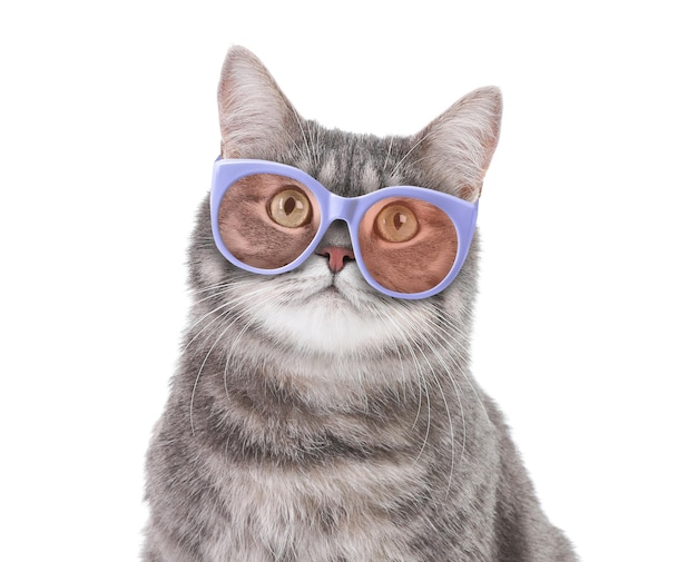 Leuke pluizige kat met zonnebril op witte achtergrond