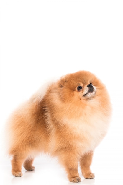 Leuke pomeranian spitz