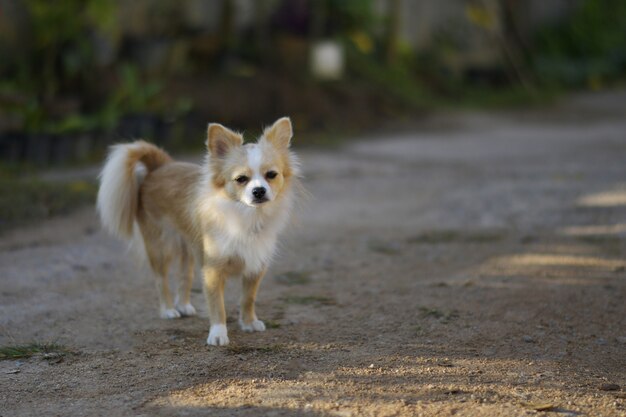 Leuke pomeranianhond.