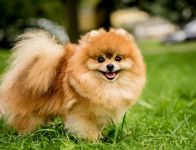 Leuke pommeren hond in het park