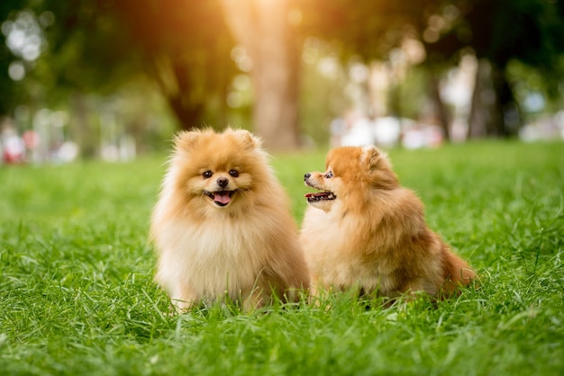 Leuke Pommeren honden in het park