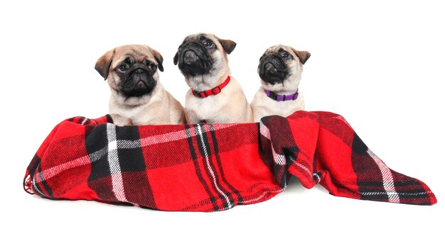 Leuke pug-puppy's in doos met zachte plaid op witte achtergrond