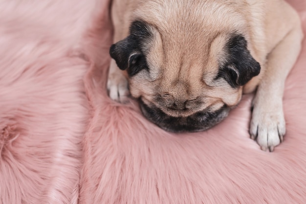 Leuke pug slaapt op roze bonttapijt. Slaperig en gezellig concept.