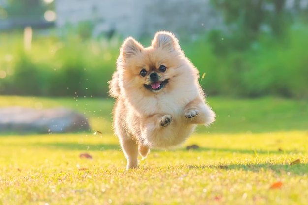 Leuke puppies Pomeranian Gemengde ras Pekingese hond loopt op het gras met geluk