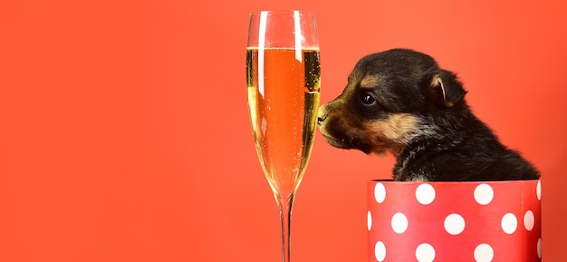 Leuke puppy likt glas champagne grappige pyppy hond met champagne puppy en geschenkdozen op nieuwjaarsdag