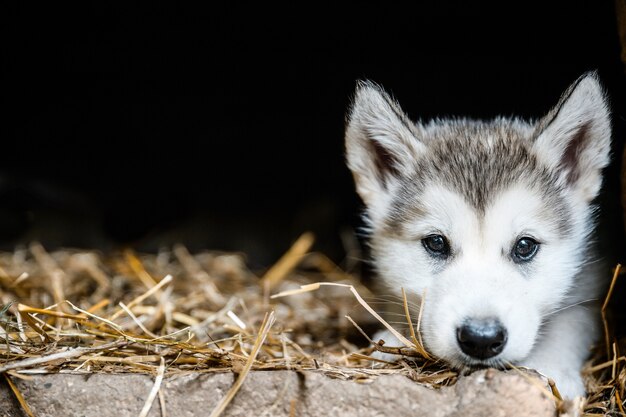 Leuke puppy malamute die van Alaska op grastuin in werking wordt gesteld