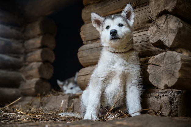Leuke puppy malamute die van Alaska op grastuin in werking wordt gesteld
