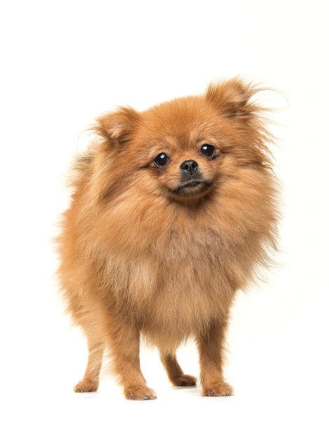 Leuke puppy op een witte achtergrond.