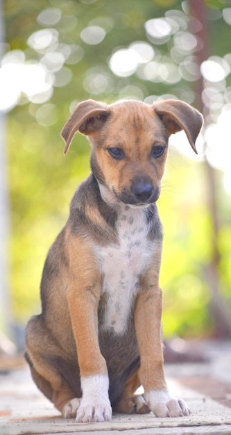 Leuke puppy's van Amstaff hond dier thema