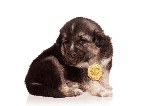 Leuke puppy van 3 weken oud met gouden medaille op een witte achtergrond