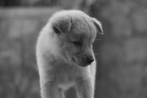 Foto leuke puppy.