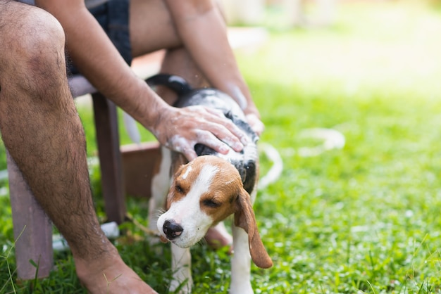 Leuke puppybrak die een douche neemt