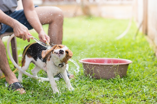 Leuke puppybrak die een douche neemt