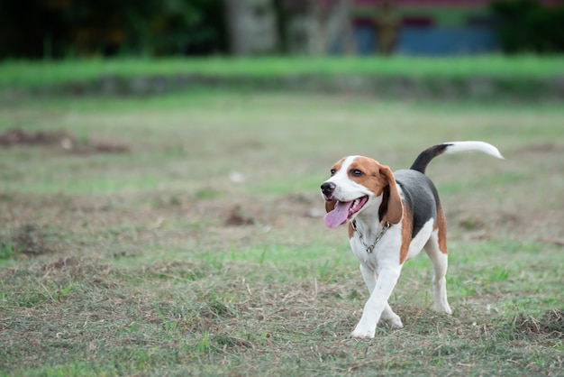 Leuke puppybrak die en met roze bal op het gazon loopt speelt