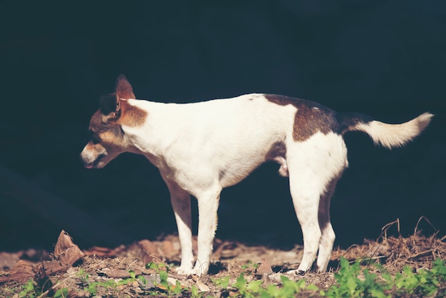 Leuke puppyhond die in de weide loopt.