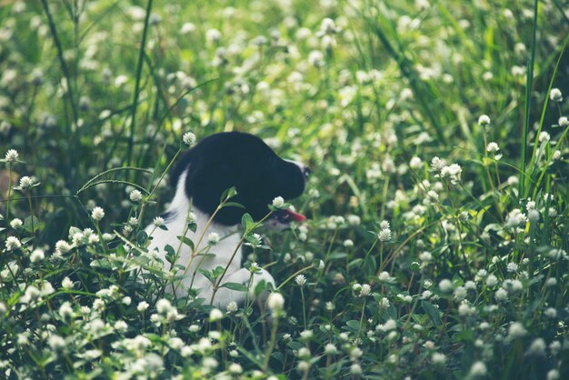 Leuke puppyhond die in de weide loopt.