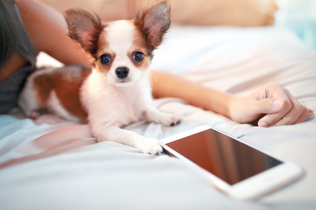 Leuke puppyhond met slimme telefoon