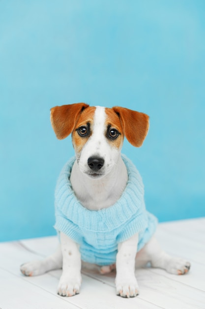 Leuke puppyzitting op de houten vloer.