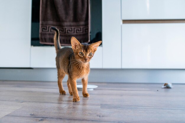 Leuke rasechte rossige Abessijnse kitten in de keuken en woonkamer.