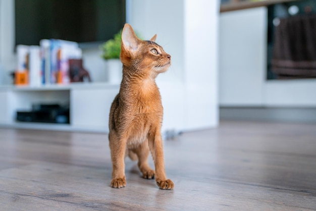 Leuke rasechte rossige Abessijnse kitten in de keuken en woonkamer.