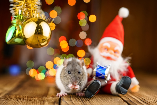 Leuke rat in Kerstmisdecor, Santa Claus en bokeh