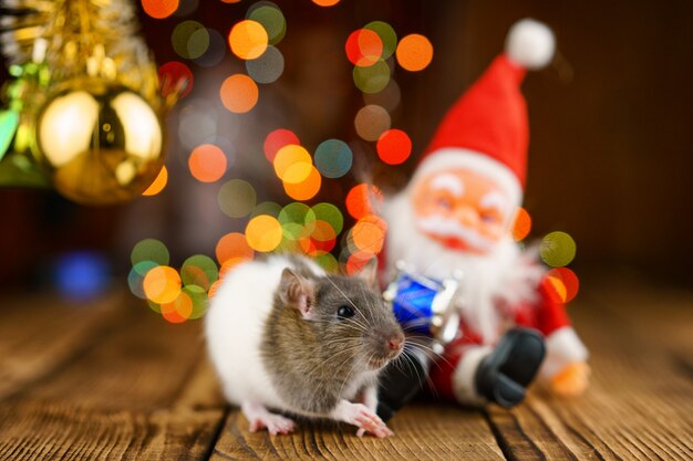 Leuke rat in Kerstmisdecor, Santa Claus en bokeh