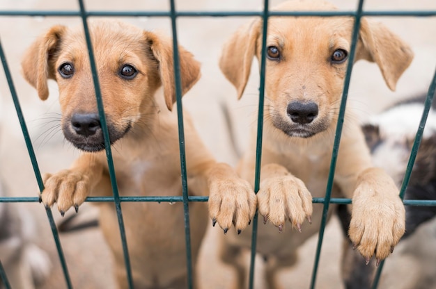 Leuke reddingshonden bij adoptieschuilplaats poseren achter hek