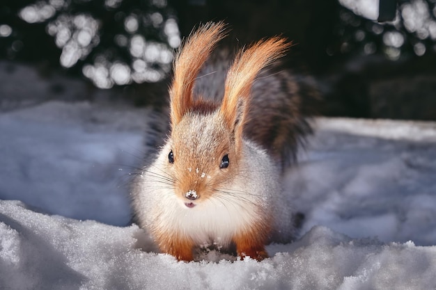 Foto leuke rode eekhoorn in winters tafereel