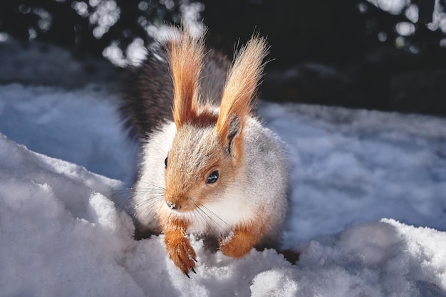 Foto leuke rode eekhoorn in winters tafereel