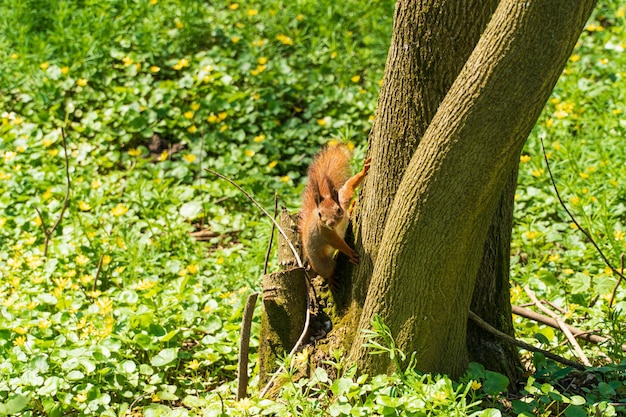 Leuke rode eekhoorn Mooie rode eekhoorn in het park