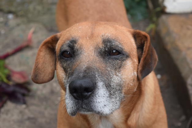 Leuke rode hond kijkt naar de eigenaar