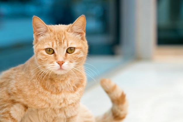 Leuke rode kat op een onscherpe achtergrond