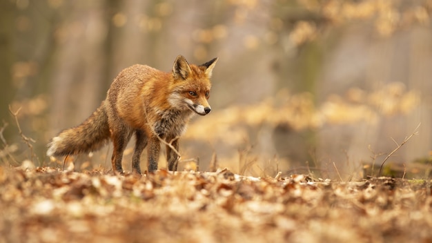 Leuke rode vos met pluizige staart die door jonge bomen dwaalt