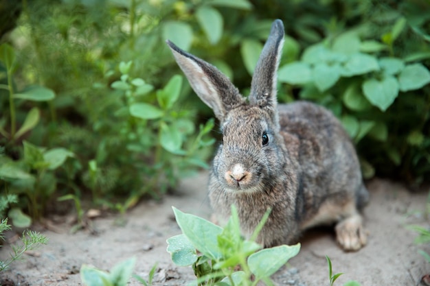 Leuke rubbit zittend op de grond