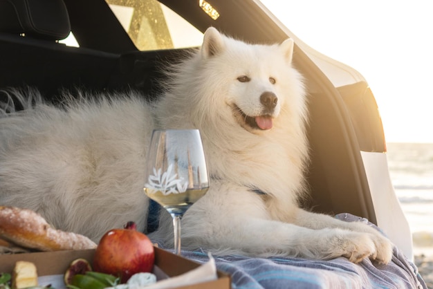 Leuke Samojeed-hond die in autokofferbak zit tijdens picknick op strand