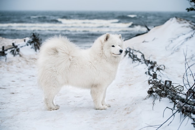 Leuke Samojeed witte hond is op sneeuw zee strand in Letland