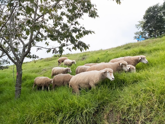 Foto leuke schapen op de boerderij van cingjing.