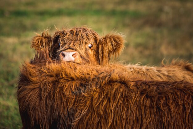 Leuke Schotse Hooglandkoe