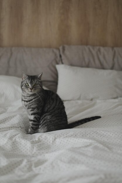 Leuke Schotse rechte kat in bed thuis