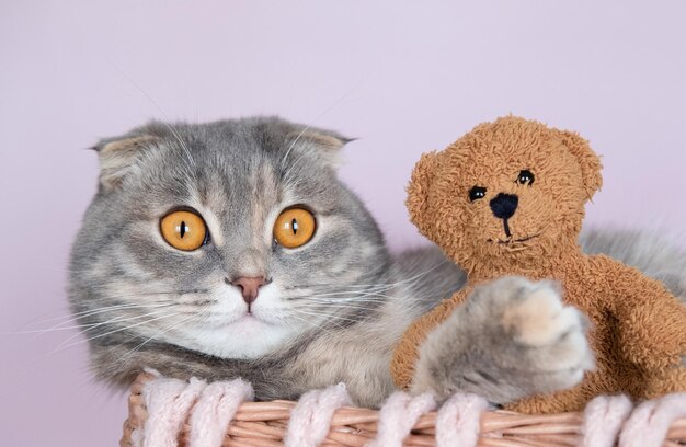 Leuke scottish fold kat met teddybeer