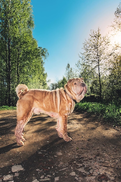 Leuke Shar Pei-hond die zich op landelijke weg bevindt